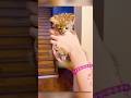 Tiny Kitten Gets New Life