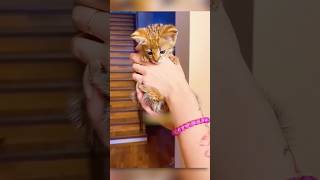 Tiny Kitten Gets New Life