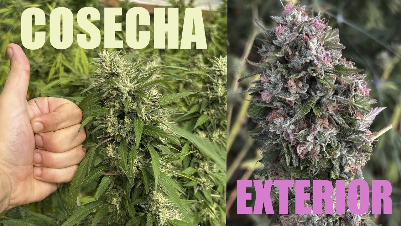 🥦DOCUMENTAL de SEMILLA a COSECHA | GUIA COMPLETA CULTIVO EXTERIOR 2025🥦