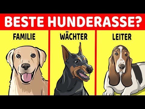 Video: So wählen Sie die beste Hunderasse für Ihre Gesundheit