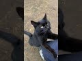 人懐っこいネコ