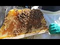 Harvesting Honey from a Kenyan Top Bar Hive, with Adrian Iodice from Beekeeping Naturally