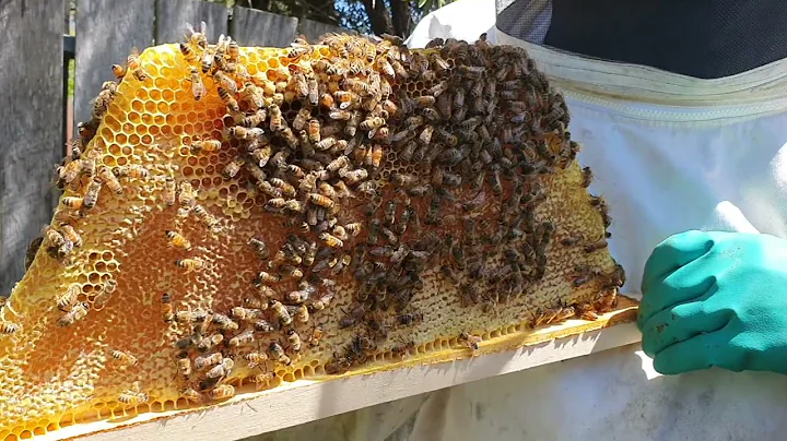 Harvesting Honey from a Kenyan Top Bar Hive, with ...