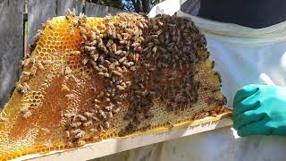 Harvesting Honey from a Kenyan Top Bar Hive, with Adrian Iodice from Beekeeping Naturally screenshot 5