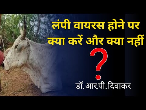 लम्पी वायरस होने पर पशुपालक क्या करे और क्या नही जाने डॉ. आर.पी. दिवाकर जी से Lumpy Skin Disease