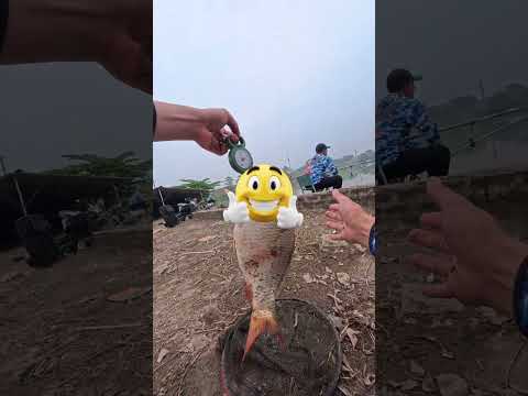 Trở lại hồ câu ko phải bán tự nhiên - Phúc Thọ, Hà Nội