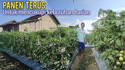 Tanam Cabai Tumpang Sari Dengan Tomat Agar Bisa Panen Berkelanjutan