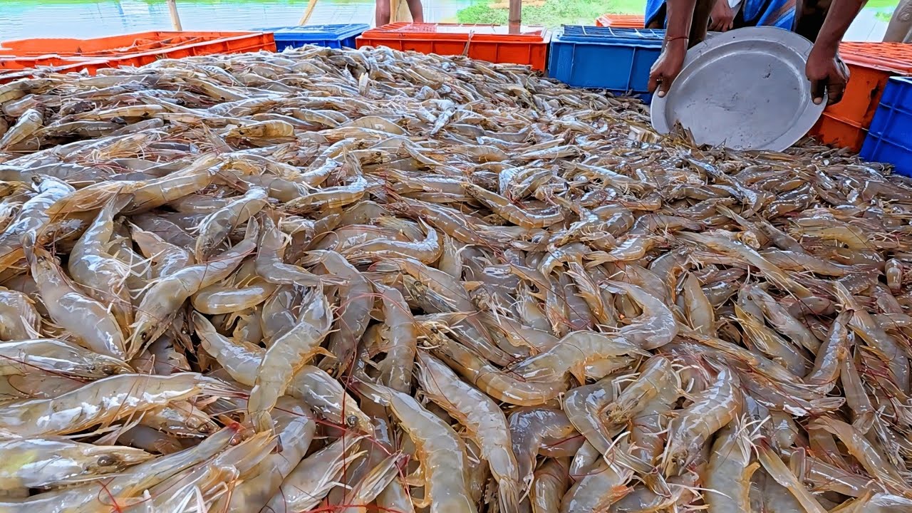 Udang Yang Sangat Padat I Ultra-Dense Vannamei Shrimp: Water into Gold in Farming Fish Aquaculture