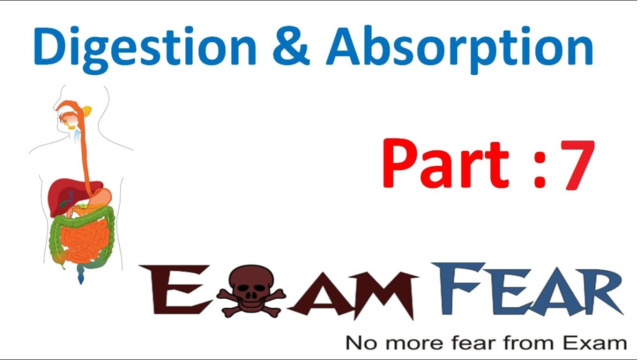 Biology Digestion & Absorption part 7 (Pharynx, esophagus) CBSE class 11 XI
