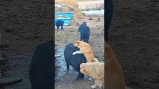 Dog and pig#dog #funny #dogshorts
