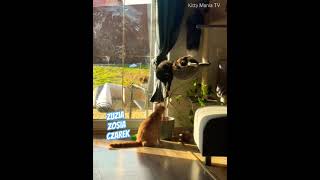 Nasze koty bawią się kwiatem (our cats are playing with the flower)
