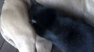 Cat Nurses Off My Female Pitbull Part 1