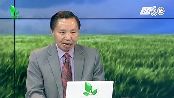 Trị bệnh đốm đỏ, lở loét, xuất huyết cho cá