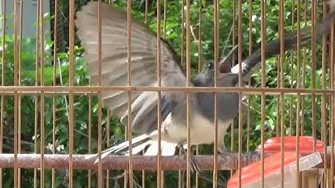 Choè than mái hót kích trống cực đỉnh không quảng cáo phần 3 | Kích Choè Than Hót