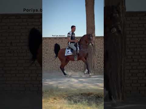 تاجره عرب دوسر مجموعه نقش جهان سده خمینی شهر