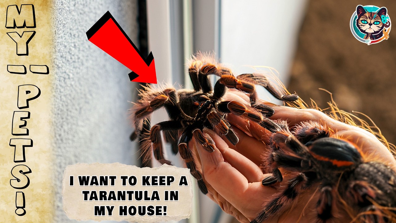 HOW CAN I KEEP A TARANTULA AT HOME? 🕷️🏡 - YouTube