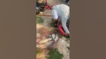 #Shorts Báo cá năm 2024 clip 19 - Hồ Câu Vườn Dừa ấp Ngã Tư, xã Nhuận Đức, huyện Củ Chi, TP HCM