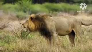 Even lion cant survive a comodo dragon attack