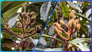 園子裡的「蜜蜂」讓今年的「枇杷」長得比去年還漂亮！2024年2月4日