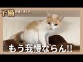 【超悲報】猫の存在に我慢の限界がきたので対策します