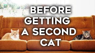 Getting a Second Cat: Things to Know Before Adopting