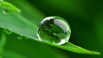 Можно  ли поливать дождевой водой комнатные растения?