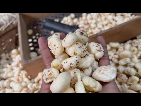 Complete Process of Making Makhana (Fox Nut) | Indian Food