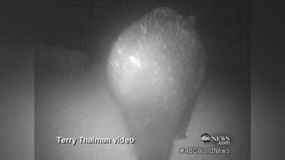 Bear on the Run in Cape Cod Caught on Tape