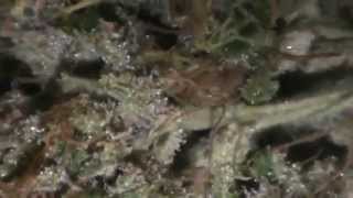Blue Lights Weed