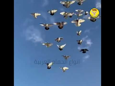 مطيار الحمام الباكستاني التار انواع الحمام العربية