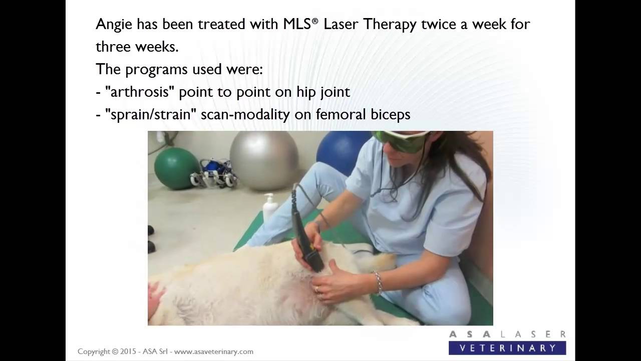 Angie, Labrador Retriever with hip dysplasia YouTube