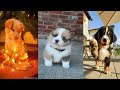 O CACHORRO FILHOTE DE CADA SIGNO- COISAS DE SIGNO