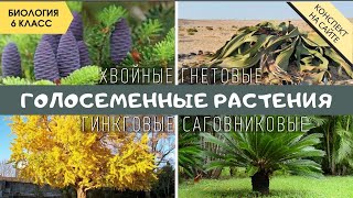 Голосеменные растения. Биология 6 класс. Размножение голосеменных растений. Класс Хвойные растения.