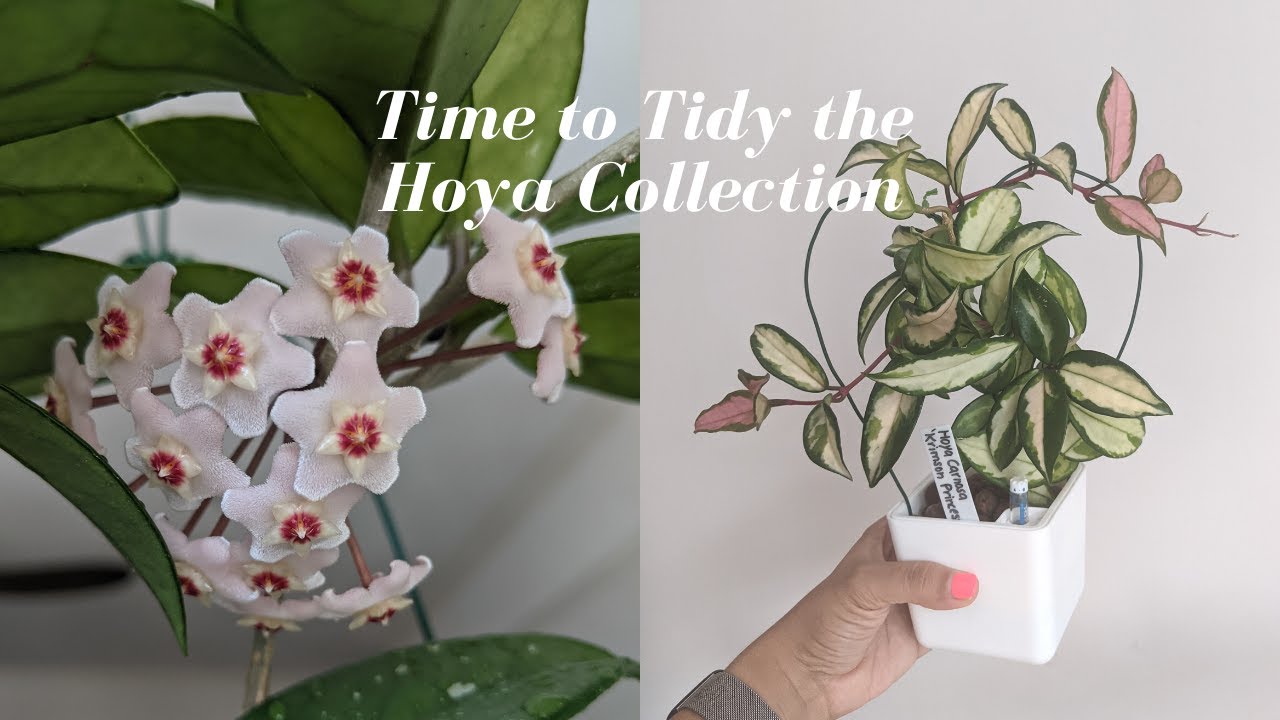 My Hoya Collection Repotting & Taming Vines after 6 Months of Growth