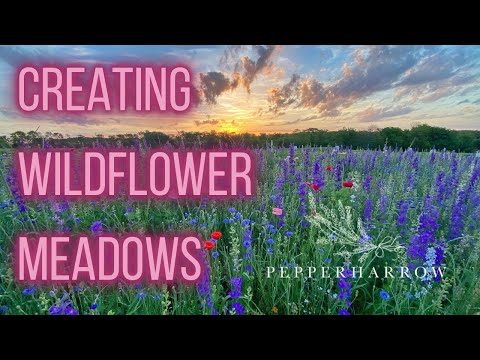 วีดีโอ: Fleabane Daisy Growing - เรียนรู้เกี่ยวกับการดูแลดอกไม้ป่า Fleabane