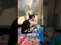 Gato callejero Rescatado de la calle#cat#catlovers#catshorts#cats#catvideos#shortvideo#short#shorts