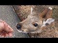 大晦日（昼）の奈良公園と鹿さん