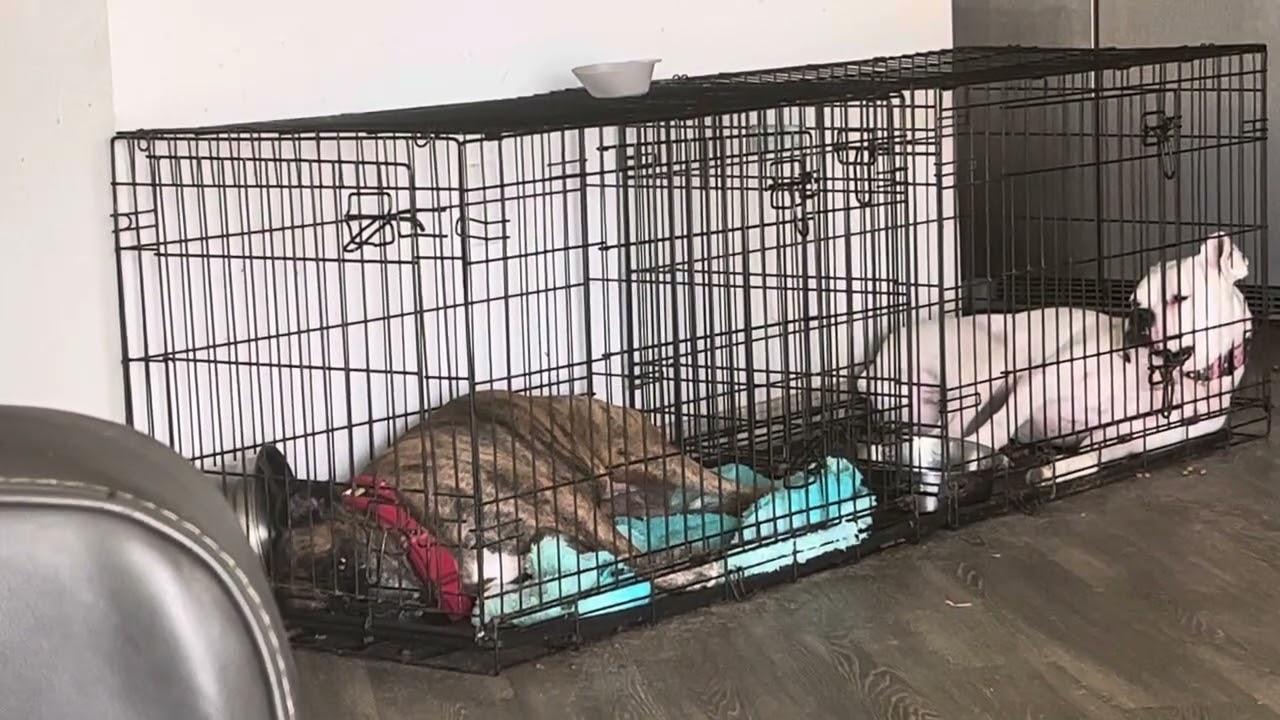 Boxer Dog Twitching and Barking in her Sleep