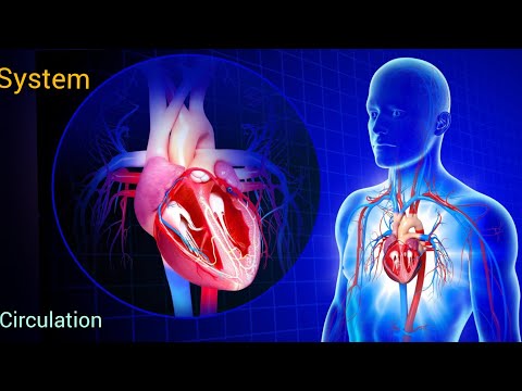 شرح الجهاز الدورى بطريقة بسيطة ومختلفة.The circulatory system