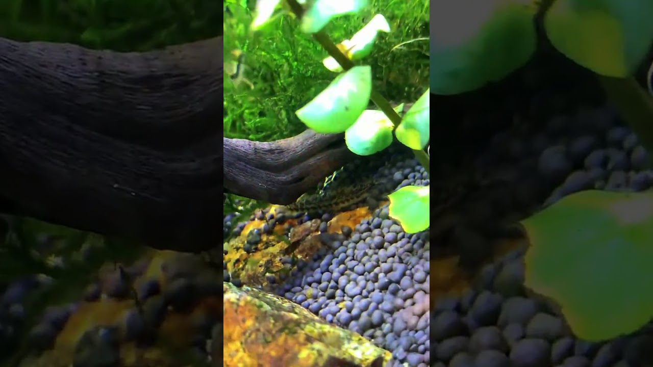 Spined loach 
