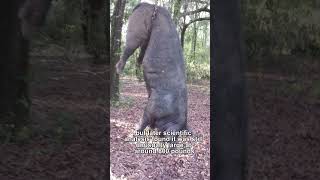 What was hogzilla