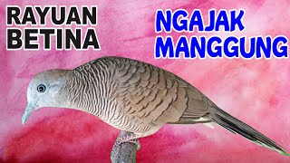 Suara burung Perkutut BETINA memanggil jantan