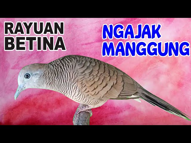 Suara burung Perkutut BETINA memanggil jantan class=