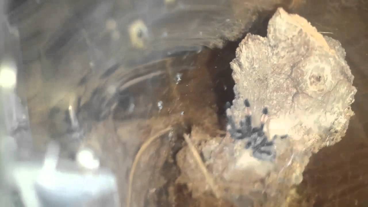 tarantula spider Suntiger sling update