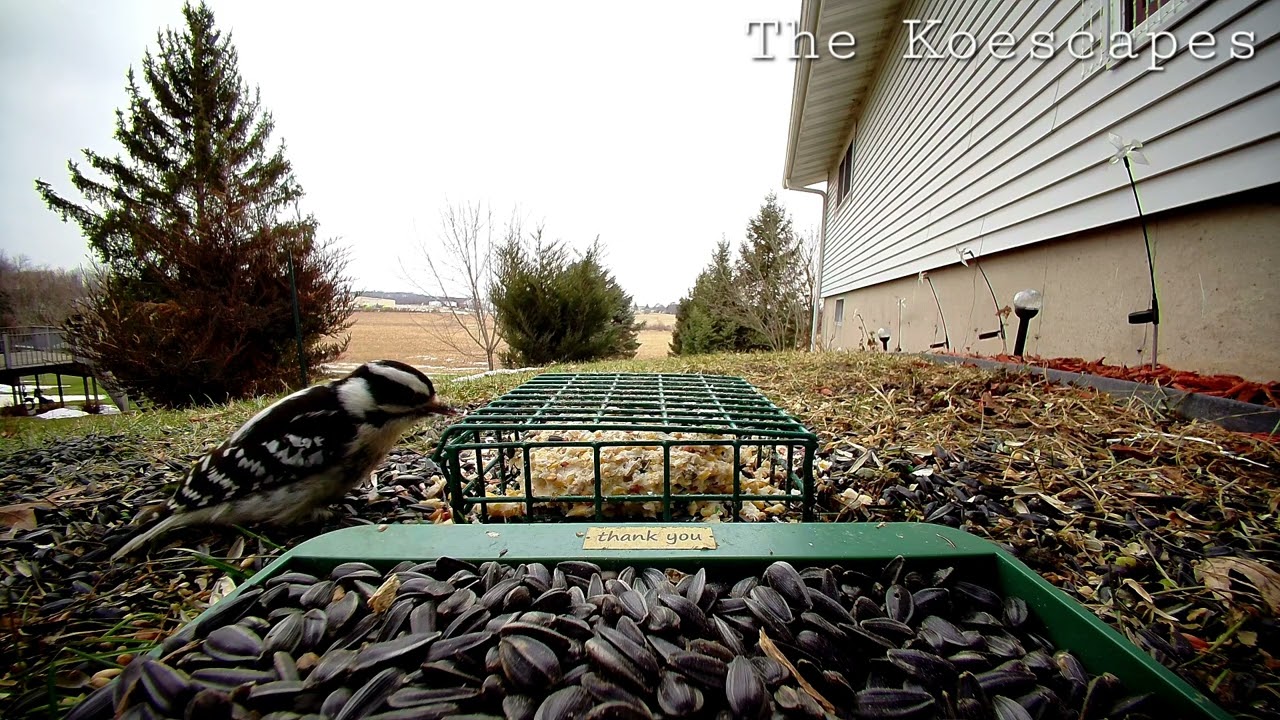#10 Downy Woodpecker eating alone 