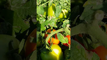 Quais os 10 benefícios do tomate?