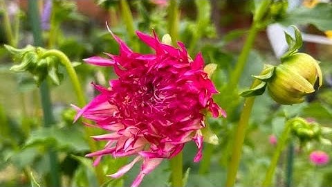 Hướng dẫn trồng hoa thược dược Informational năm 2024