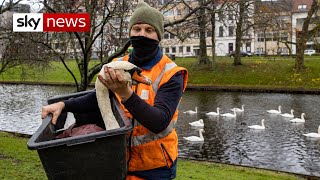 Bird flu link to dying swans investigated