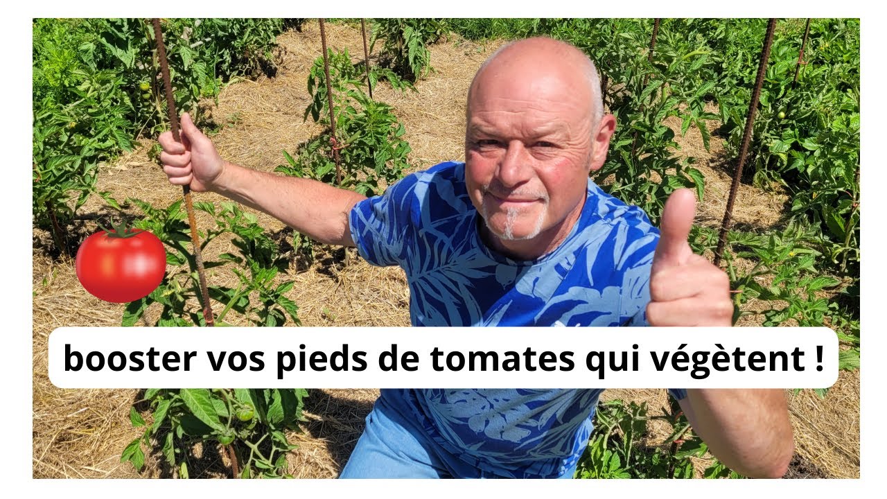 Comment Faire Grossir Les Plants De Tomates Maison