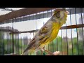 Canary song  spanish timbrado classico  a gift to a friend